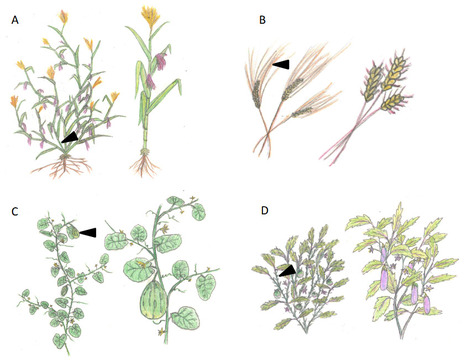 Domestication des plantes : un laboratoire in vivo pour &eacute;tudier l&rsquo;&eacute;volution | Life Sciences Universit&eacute; Paris-Saclay | Scoop.it