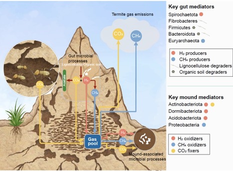 Termite-engineered microbial communities of ter...