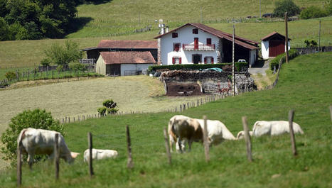 Trois cas d'une nouvelle maladie bovine au Pays basque et dans les Hautes-Pyrénées, une première en France | Actualité Bétail | Scoop.it