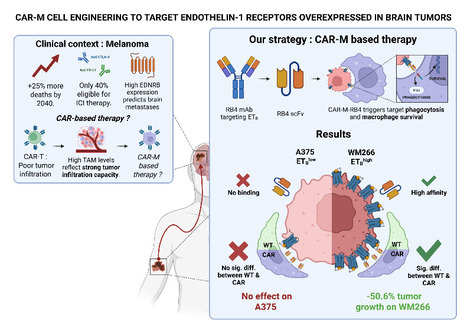 Des macrophages CAR pour cibler efficacement les tumeurs solides ETB+ | Life Sciences Université Paris-Saclay | Scoop.it
