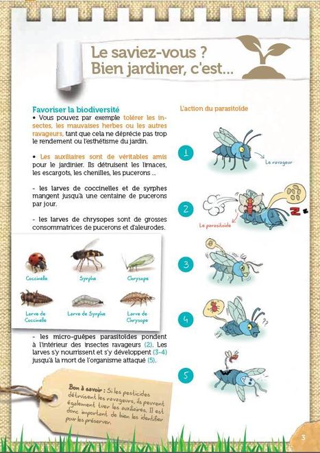 Réduire l'usage de produits phytosanitaires au jardin : deux guides dédiés à la Martinique | Variétés entomologiques | Scoop.it