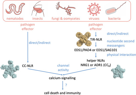 Biochemical Society Transactions: NLR immune receptors: structure and function in plant disease resistance (2023) | Publications | Scoop.it