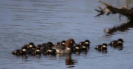 Ruokavirasto: Pieksämäellä lopetetussa telkässä oli lintuinfluenssa | Etelä-Savo | Yle | 1Uutiset - Lukemisen tähden | Scoop.it