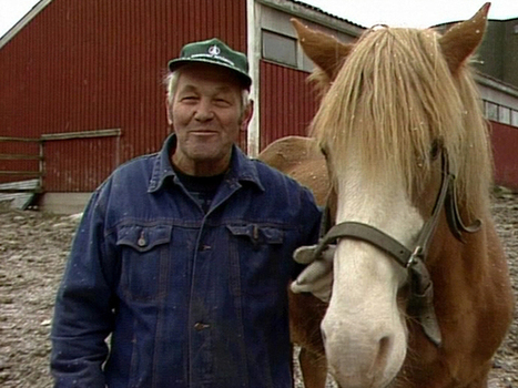 Den finska hästen är snabb, stark och uthållig | 1Uutiset - Lukemisen tähden | Scoop.it