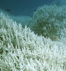 Le blanchissement inquiétant des coraux de Nouvelle-Calédonie | Biodiversité | Scoop.it