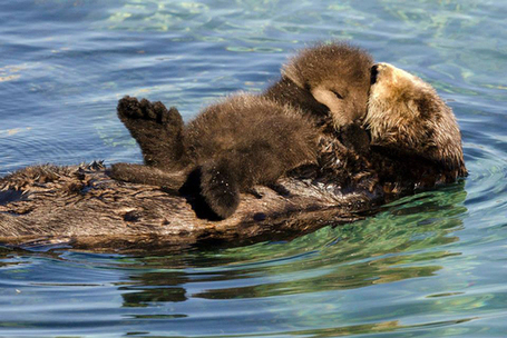 New Diseases, Toxins Harming Marine Life | OUR OCEANS NEED US | Scoop.it