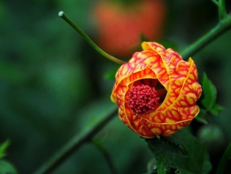 Florida Tech's 10th annual Botanical Fest its biggest - Florida Today | Tampa Florida Public Relations | Scoop.it