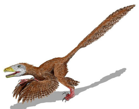 Deinonychus and Velociraptor used their killing claws to pin prey, like eagles and hawks | Not Exactly Rocket Science | Discover Magazine | Science News | Scoop.it