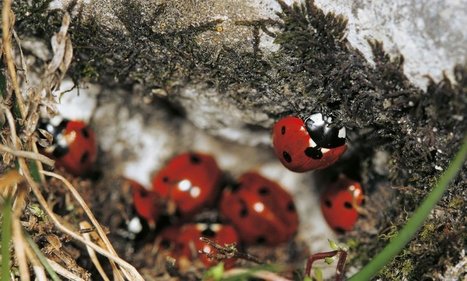 Dossier La Salamandre : Sur la piste des coccinelles | Insect Archive | Scoop.it