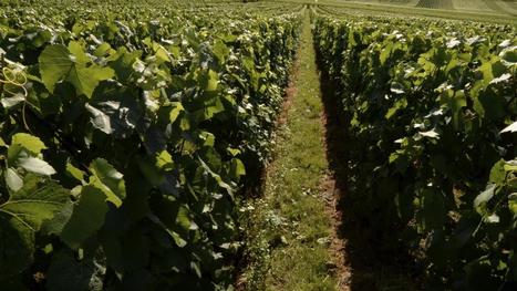 On va tenter de faire pousser des vignes au lyc&eacute;e agricole de Saint-Laurent | Le fil d'actualit&eacute;s de l'URCA | Scoop.it