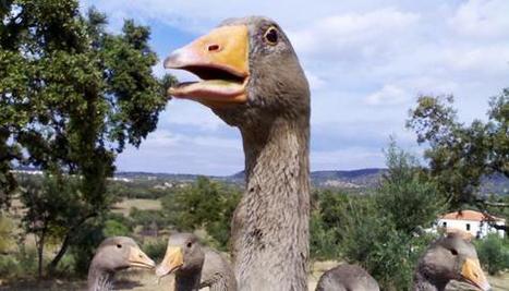 Le meilleur foie gras du monde est espagnol | News from the world - nouvelles du monde | Scoop.it