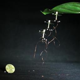 Using static electricity, RoboBees can land and stick to surfaces | Amazing Science | Scoop.it