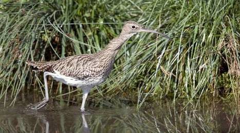 Le Conseil d'Etat suspend un arrêté autorisant la chasse au courlis cendré, un oiseau menacé | GREENEYES | Scoop.it