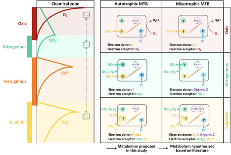 Beyond magnetosomes: ubiquitous and diverse intracellular inclusions expand the role of magnetotactic bacteria in biogeochemical cycling | brvm | RMH | Scoop.it