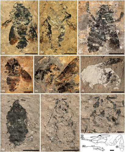 Bumble bees pollinated linden flowers already 24 million years ago | EntomoNews | Scoop.it