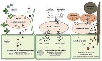The Role of Secretion Systems, Effectors, and S...