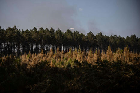 Environ 75 % des forêts françaises sont privées, un défi pour leur adaptation au changement climatique | Biodiversité | Scoop.it