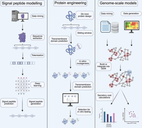 Engineering mammalian protein secretion: Toward the convergence of high-throughput biology and computational methods | csys | RMH | Scoop.it