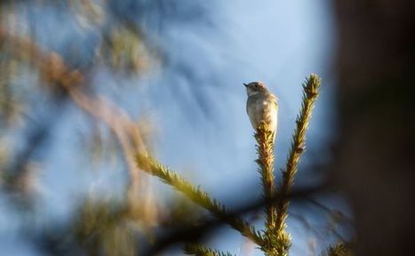 Sinipyrstö palasi metsään, jossa kukaan ei nähnyt sitä liki 70 vuoteen | 1Uutiset - Lukemisen tähden | Scoop.it