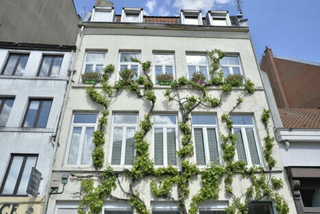 Des plantes sur les façades pour amener fraîcheur et biodiversité en ville, vraie bonne idée ? | Regards croisés sur la transition écologique | Scoop.it