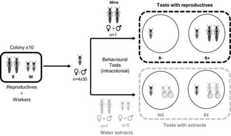 Le rôle des protéines cuticulaires volatiles dans les contacts "body shaking" chez les termites Reticulitermes flavipes | EntomoNews | Scoop.it