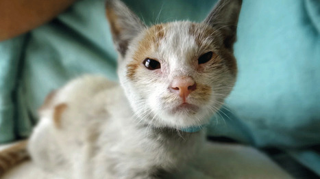 Un chat arr&ecirc;t&eacute; pour contrebande de portables en Russie | Mais n'importe quoi ! | Scoop.it