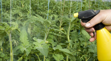 Alternatives aux phytosanitaires : un arrêté facilite le recours aux substances naturelles qui stimulent la résistance et la croissance des plantes | TRANSITION AGROECOLOGIQUE : PRATIQUES ET POLITIQUES AGRICOLES | Scoop.it