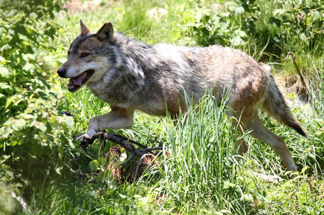 Un loup abattu samedi dans le Vercors | Biodiversité | Scoop.it