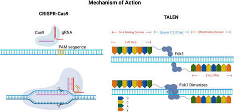 TALENs—an indispensable tool in the era of CRISPR: a mini review - J Genet Eng Biotechnol | TAL effector science | Scoop.it