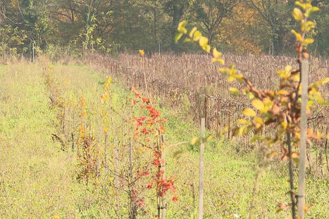 Lot-et-Garonne : les viticulteurs replantent des arbres en prévision du réchauffement climatique | SCIENCES DU VEGETAL | Scoop.it