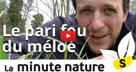 La Minute Nature, présentée par Julien Perrot | Variétés entomologiques | Scoop.it