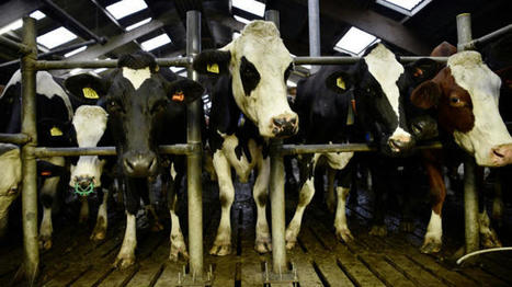 Le prix du lait a fait de la résistance en France en 2023 | Economie de l'Elevage | Scoop.it