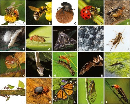 Huit mesures simples que chacun peut prendre pour sauver les insectes du déclin mondial | EntomoNews | Scoop.it