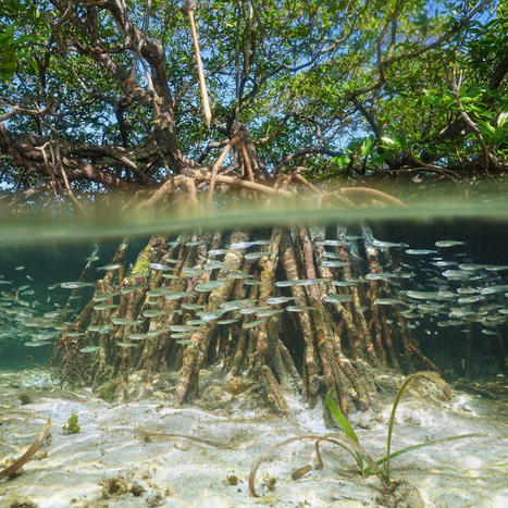 Observatoire du vivant par l'ADN environnemental ADNe - VigiLife | Biodiversité | Scoop.it