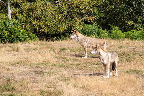 Le déclassement du loup, une “avancée importante” selon les élus de montagne | Veille juridique du CDG13 | Scoop.it