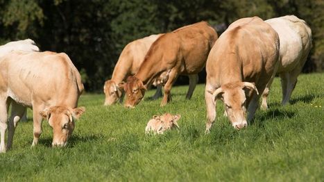 Pays Basque : les éleveurs de veau Herriko ont besoin de soutien | Actualité Bétail | Scoop.it