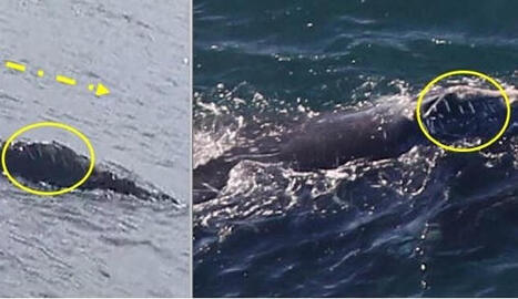 Researchers surprised by right whale traveling coast-to-coast across the Atlantic | by Jim McCabe | CapeCod.com | Schools + Libraries + Museums + STEAM + Digital Media Literacy + Cyber Arts + Connected to Fiber Networks | Scoop.it