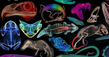Video: 3D images of over 13,000 museum specimens now free to everyone | Creative teaching and learning | Scoop.it
