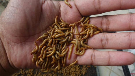 Des spaghettis aux insectes bientôt dans nos rayons ? L’EFSA donne son feu vert  | Alimentation Santé Environnement | Scoop.it