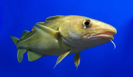 GRAND NORD : La Norv&egrave;ge et la Russie s&rsquo;accordent sur les quotas de p&ecirc;che pour la mer de Barents&nbsp; | LE GRAND NORD | Scoop.it