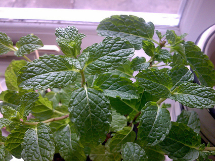 10 plantes qui attirent des énergies positives - Améliore ta Santé | La Sagesse de la Nature | Scoop.it