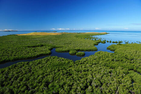 Nouvelle étape pour la Liste rouge des mangroves des collectivités françaises du Pacifique | Biodiversité | Scoop.it