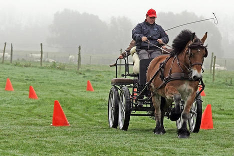 Genech : Voltige, double championne de France d’attelage | Cheval et sport | Scoop.it