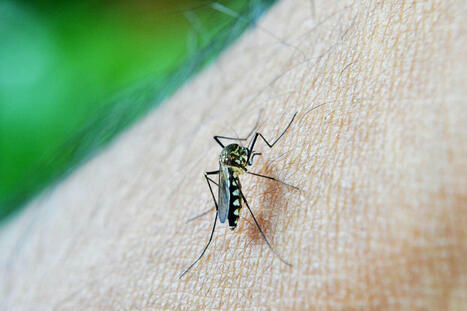 Une prime pour capturer des moustiques, c'est l'initiative locale destinée à lutter contre l'épidémie de dengue à Manille | Variétés entomologiques | Scoop.it