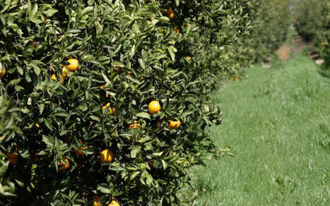 Projet agrumes durables en Espagne | SCIENCES DU VEGETAL | Scoop.it