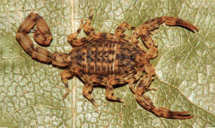 Une nouvelle espèce de scorpion vient d'être décrite sur la base de spécimens adultes collectés dans le nord du Brésil. C'est l’une des plus petites espèces de scorpions de la région amazonienne. | EntomoNews | Scoop.it