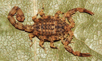 Une nouvelle esp&egrave;ce de scorpion vient d'&ecirc;tre d&eacute;crite sur la base de sp&eacute;cimens adultes collect&eacute;s dans le nord du Br&eacute;sil. C'est l&rsquo;une des plus petites esp&egrave;ces de scorpions de la r&eacute;gion amazonienne. | EntomoNews | Scoop.it