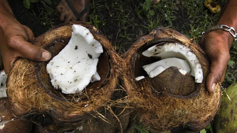 En Guadeloupe, la noix de coco se recycle et ouvre la voie &agrave; une fili&egrave;re d&rsquo;avenir | rev3 - la 3&egrave;me r&eacute;volution industrielle en Hauts-de-France | Scoop.it