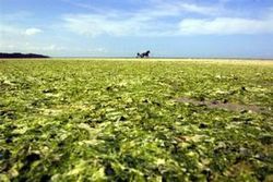 Les conséquences sanitaires des algues vertes reconnues par la justice - Journal de l'environnement | décroissance | Scoop.it