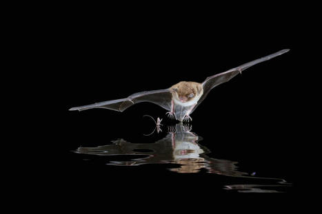 Biodiversité : En Camargue, la chauve-souris, sentinelle des précieuses zones humides | Chiroptères | Scoop.it